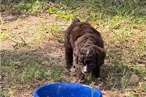 Piper - Aussiedoodle for sale