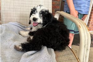 Phoebe - Aussiedoodle for sale