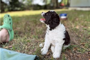 Pint - Aussiedoodle for sale
