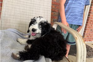 Pinky - Aussiedoodle for sale