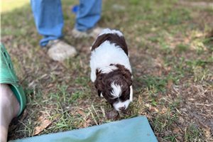 Pilot - puppy for sale