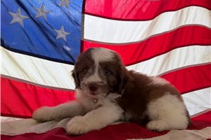 Pilot - Aussiedoodle for sale