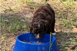 Piper - Aussiedoodle for sale