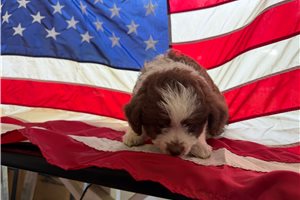 Polly - Aussiedoodle for sale