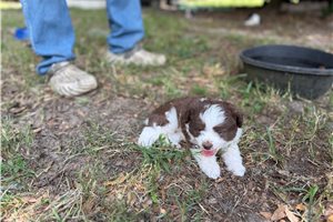 Phillipa - Aussiedoodle for sale