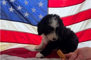 Phoebe - Aussiedoodle for sale