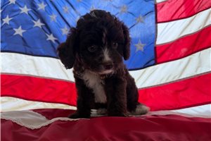 Piper - Aussiedoodle for sale