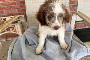 Pilot - Aussiedoodle for sale