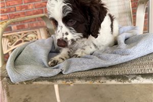 Pint - Aussiedoodle for sale