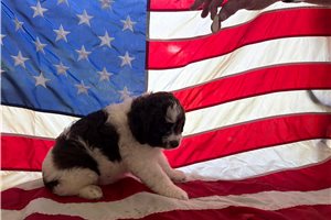 Phoenix - Aussiedoodle for sale