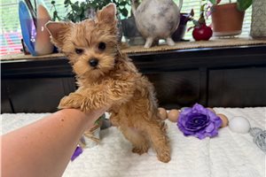 Scott - Yorkshire Terrier - Yorkie for sale