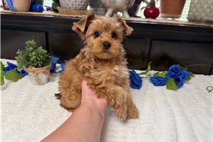Seamus - Yorkshire Terrier - Yorkie for sale