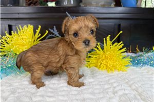 Scott - Yorkshire Terrier - Yorkie for sale