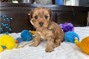 Seamus - puppy for sale