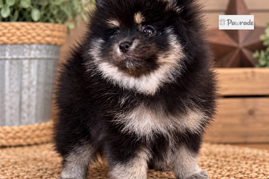 Basil - Pomeranian for sale