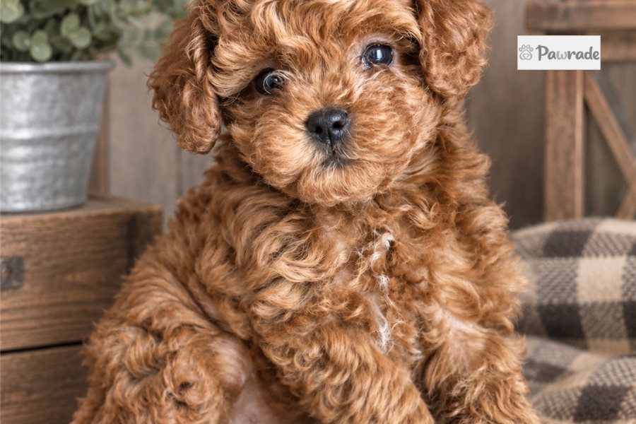Armani - Toy Poodle for sale