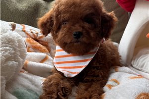 Dusty - Cavapoo for sale
