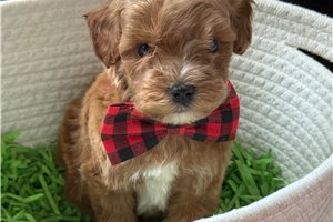 Dome - puppy for sale