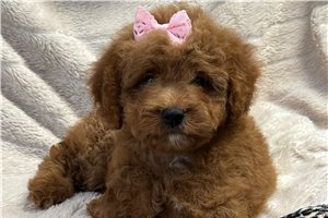 Daylin - Cavapoo for sale