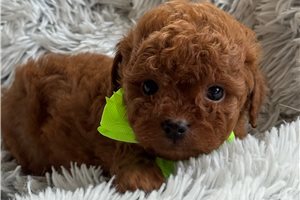 Dusty - Cavapoo for sale