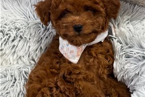 Dusty - Cavapoo for sale
