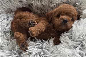 Daylin - Cavapoo for sale
