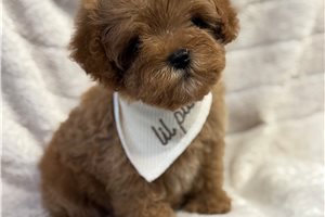 Dodge - Cavapoo for sale
