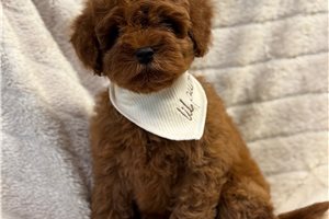 Donovan - Cavapoo for sale