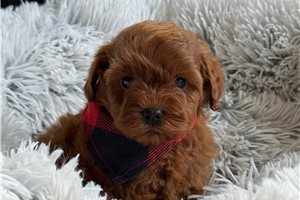 Donovan - Cavapoo for sale