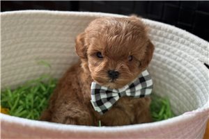 Dodge - puppy for sale