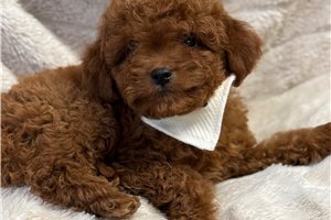 Dusty - Cavapoo for sale