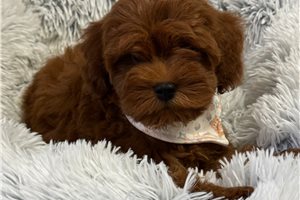Donovan - Cavapoo for sale
