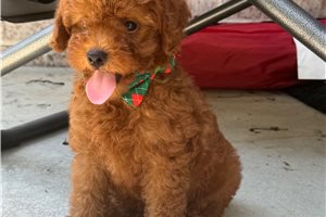 Chester - Goldendoodle, Mini for sale