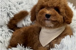 Chief - Goldendoodle, Mini for sale