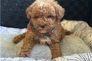 Chief - puppy for sale