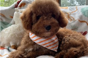 Chief - Goldendoodle, Mini for sale