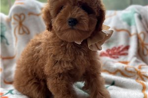 Camille - Goldendoodle, Mini for sale