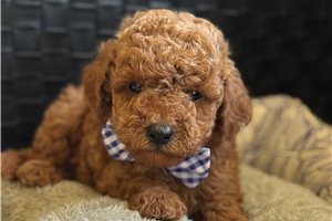 Chien - Goldendoodle, Mini for sale