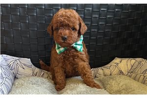 Chester - puppy for sale