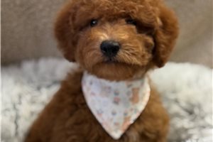Chien - Goldendoodle, Mini for sale