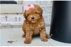 Camille - Goldendoodle, Mini for sale
