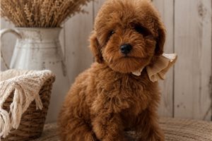 Camille - Mini Goldendoodle for sale