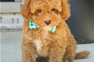 Chief - Goldendoodle, Mini for sale