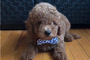 Chien - Goldendoodle, Mini for sale