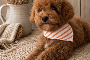 Chief - Mini Goldendoodle for sale