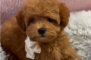 Camille - Goldendoodle, Mini for sale