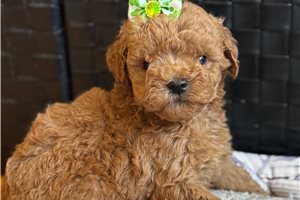 Camille - puppy for sale