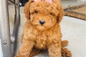 Camille - Goldendoodle, Mini for sale