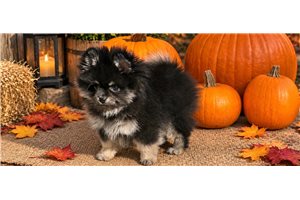 Basil, a Pomeranian puppy