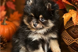 Blaire - Pomeranian for sale